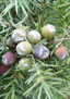 Zedern-Wacholder (Juniperus oxycedrus)