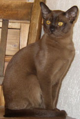 stolzer junger Burma Kater