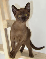 junger Burmakater braun, Burmese brown