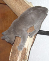 Burma Kitten blau