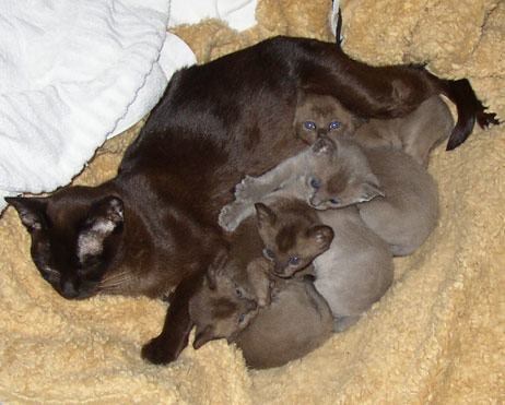Katzenmutter mit Burmakitten