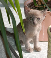 Burma Kitten blue