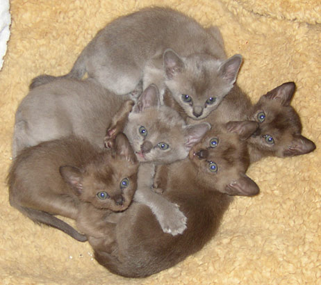 fünf kleine Burma Kitten