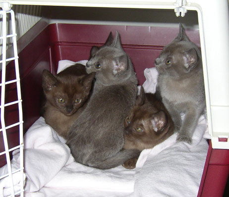 Kitten in der Transportbox