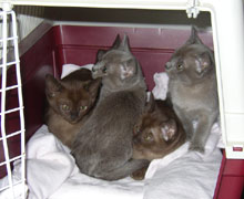 Burma Kitten in der Transportbox