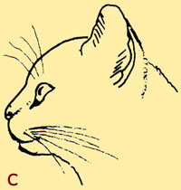 Burmakatze - Kopfform c