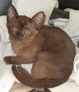 Kitten Burmese brown