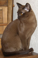 Burmakater brown, aus der Cattery Burmesen von Maupentagor