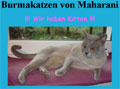 Burmakatzen von Maharani