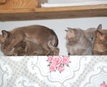 Burma-Kitten