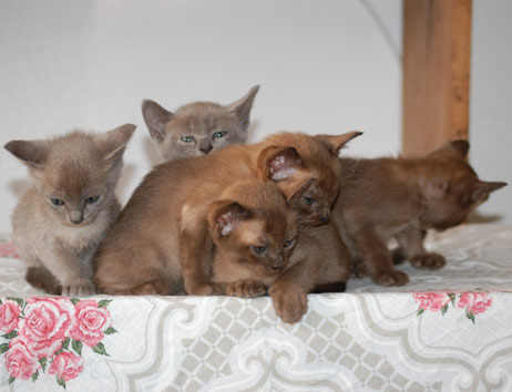 kleine Burma Katzen