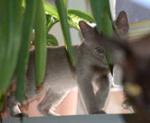 Kitten in blau