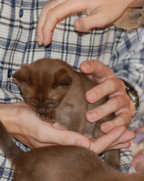 Burma Kitten in brown